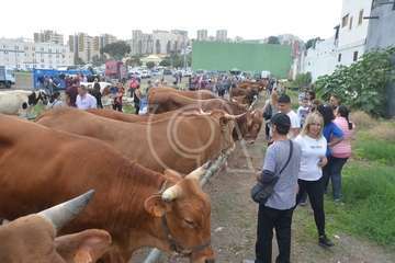 La feria de ganado, atractivo principal de la jornada matutina en Jinámar (Foto Antonio Alí y Francisco Javier Santana)